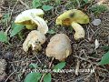 Butyriboletus subappendiculatus-amf311-1